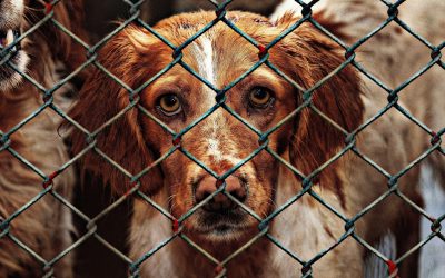 Question écrite concernant la situation des refuges pour animaux pendant la crise du coronavirus et les mesures prises pour les soutenir