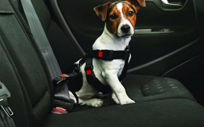 Question écrite concernant le transport des animaux domestiques dans les véhicules en carsharing