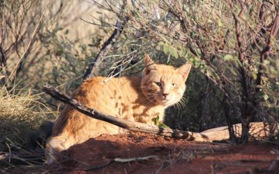 Question écrite concernant la mise à disposition pour les communes d’abris destinés aux chats errants