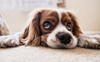Question écrite concernant la semaine du chien