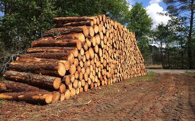 Question orale concernant l’exploitation du bois issu de la forêt de Soignes et sa destination