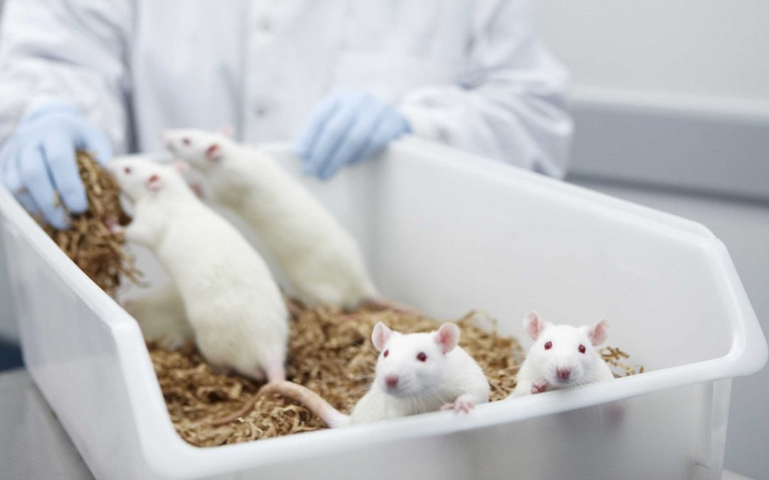 Question orale concernant l’expérimentation animale en Région bruxelloise