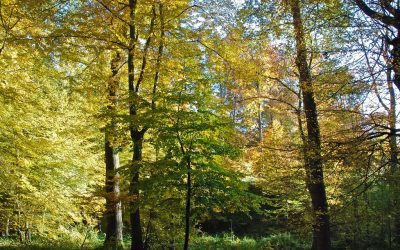 Question orale concernant l’impact des épisodes caniculaires de ces dernières années sur la forêt de Soignes et la prise en compte des changements climatiques dans le nouveau plan de gestion de la forêt de Soignes