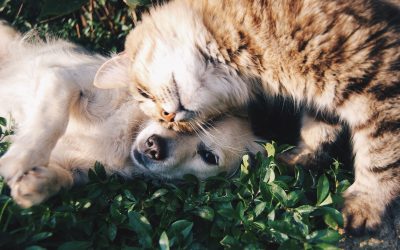 Question écrite concernant les empoisonnements de chiens et chats