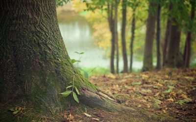Question écrite concernant la diminution des surfaces d’espaces verts en Région bruxelloise et sa prise en compte dans la planification territoriale
